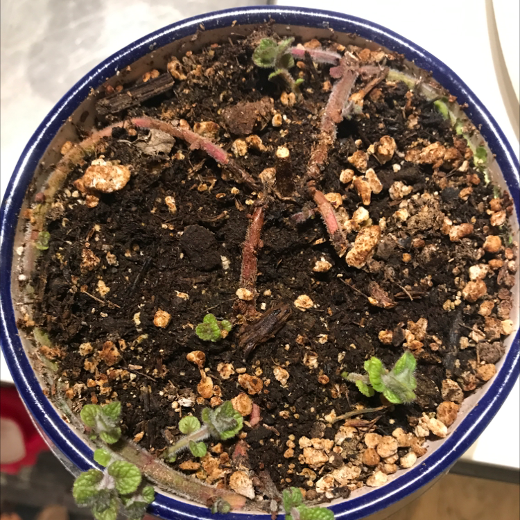 Plant care for Water Spangles on Greg, the plant care app