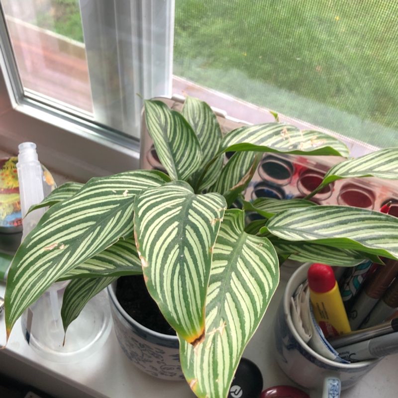 Pinstripe Calathea plant on a windowsill with slight yellowing and browning on some leaves.