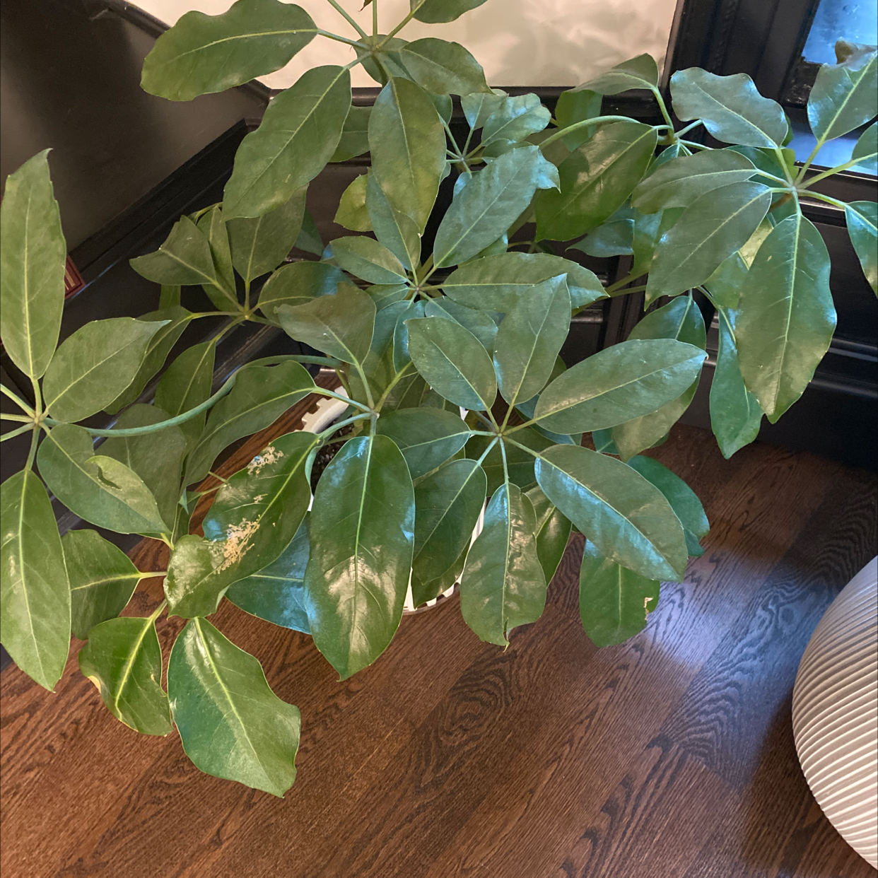 A thriving, healthy Umbrella Tree houseplant with large, glossy green leaves photographed against a wooden floor.