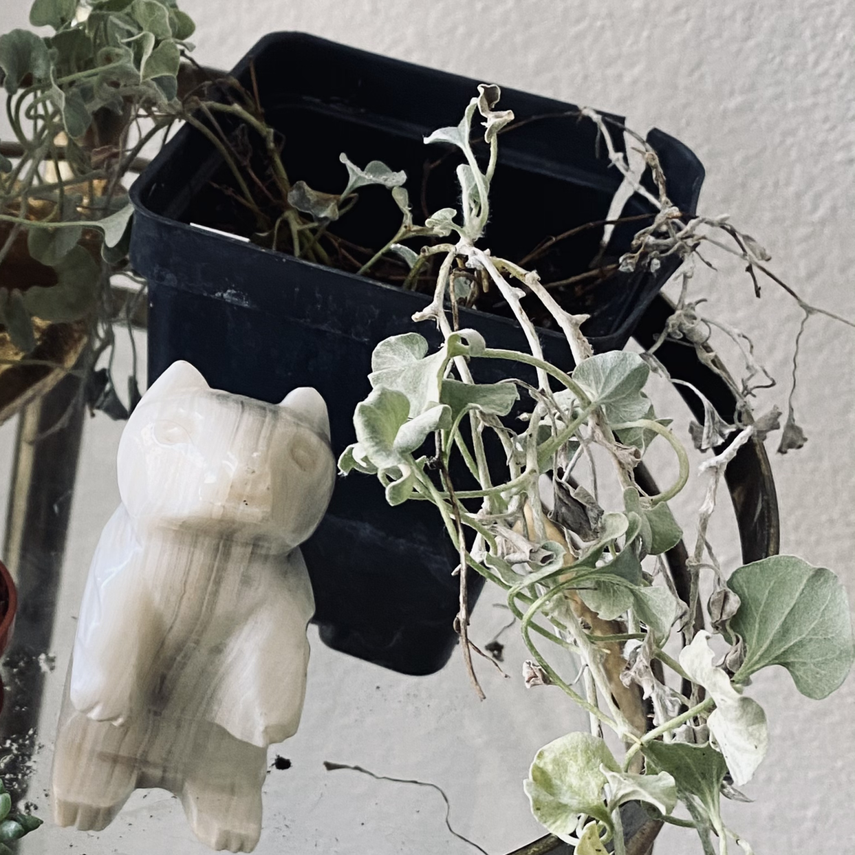 Silver Ponysfoot plant in a black pot with significant wilting and browning, next to a small statue.