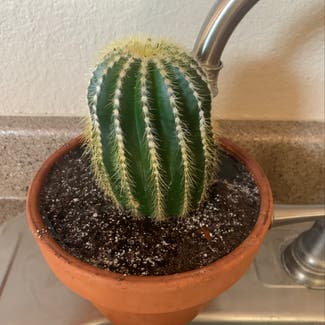 A plant in Albuquerque, New Mexico