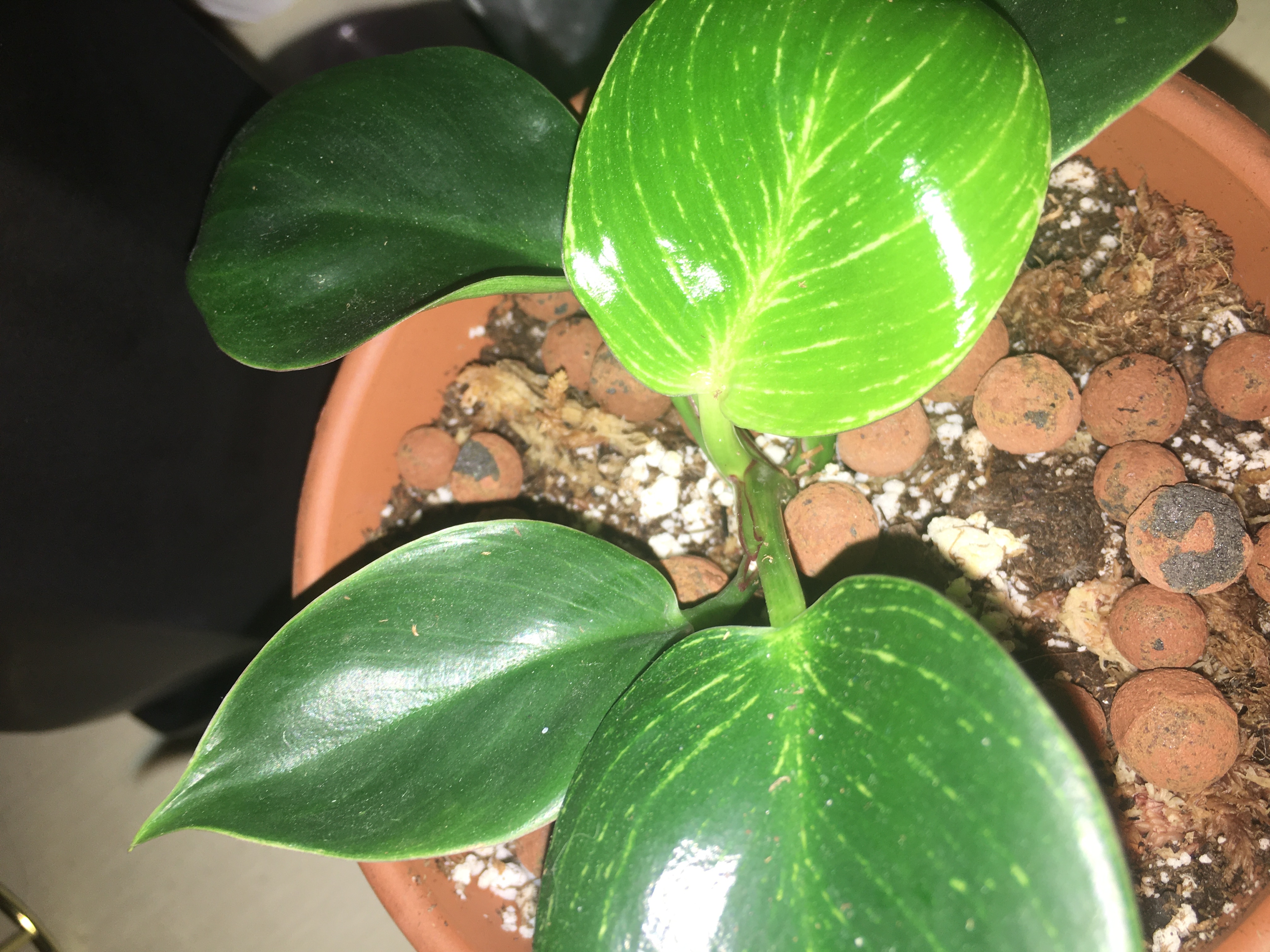 Philodendron Birkin plant in a pot with healthy green leaves and visible soil.