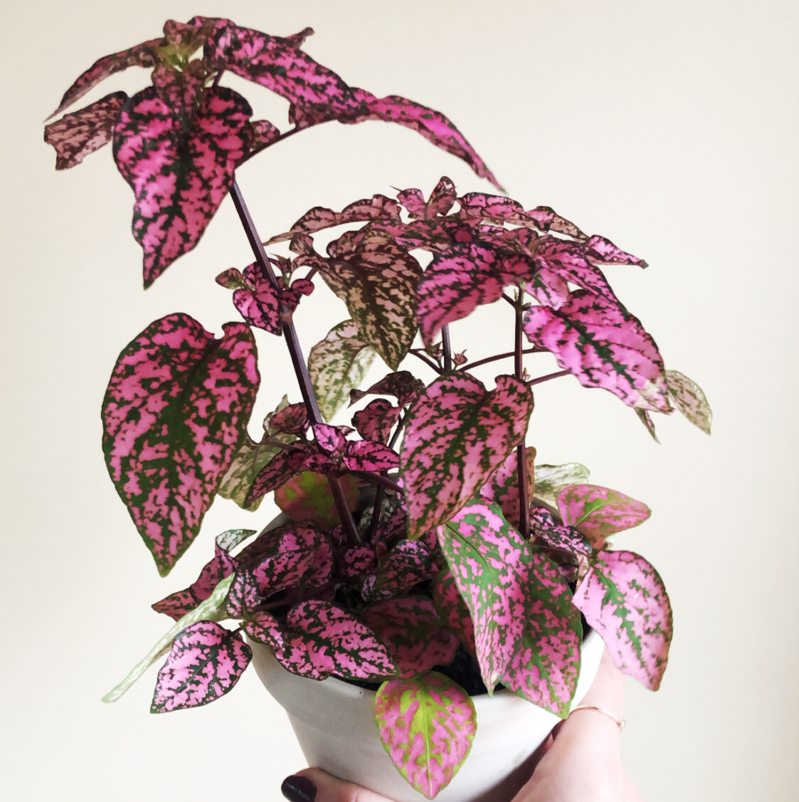 Healthy Polka Dot Plant with vibrant pink spotted leaves held in a person's hand against a white background.