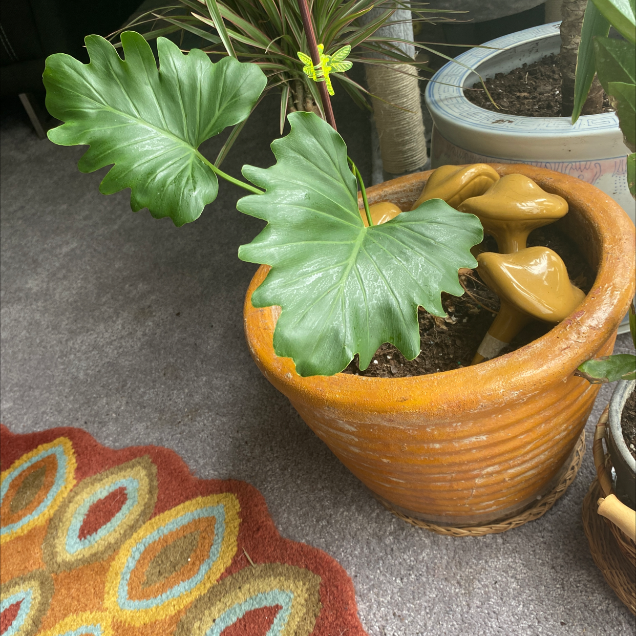 Philodendron 'Hope Selloum' plant in a terracotta pot with vibrant green leaves.