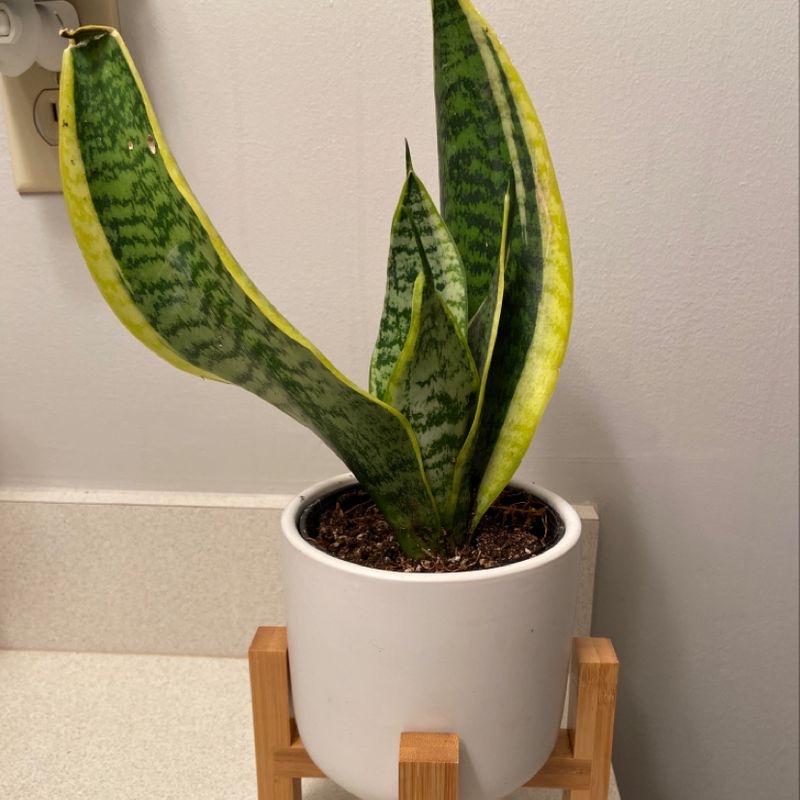 Photo of the plant species Asst Cactus And Succulent by Melissa named Snakey on Greg, the plant care app