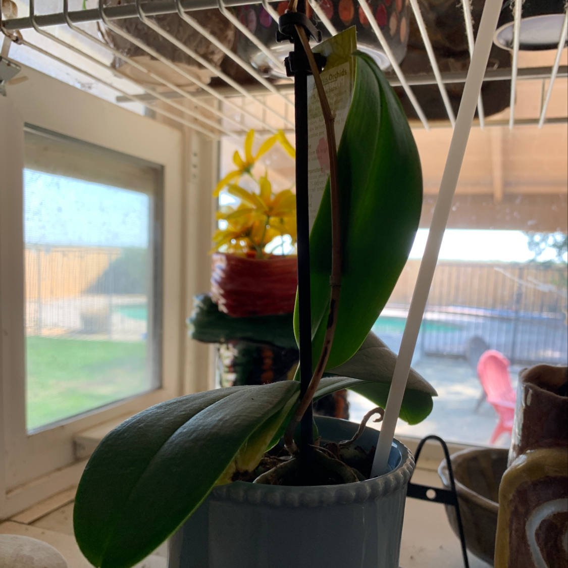 Healthy, mature rubber plant with large, glossy dark green leaves in a grey ceramic pot, well-framed indoors near a window.