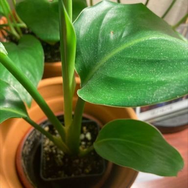 Plant care for Pea on Greg, the plant care app