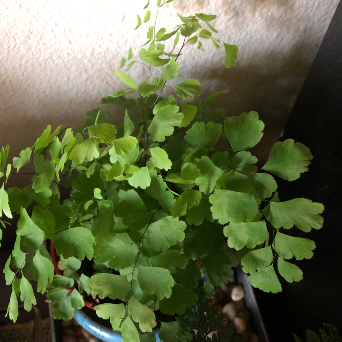 Image of a healthy Maidenhair Fern with vibrant green leaves and partially visible soil.
