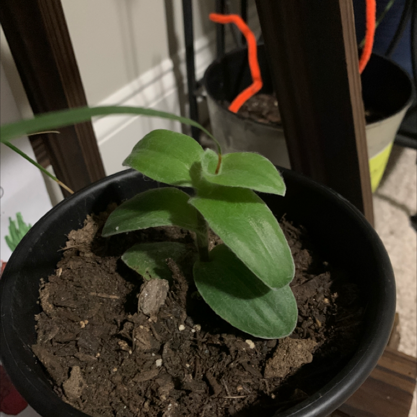 Potted White Velvet plant with broad, velvety green leaves and visible soil.