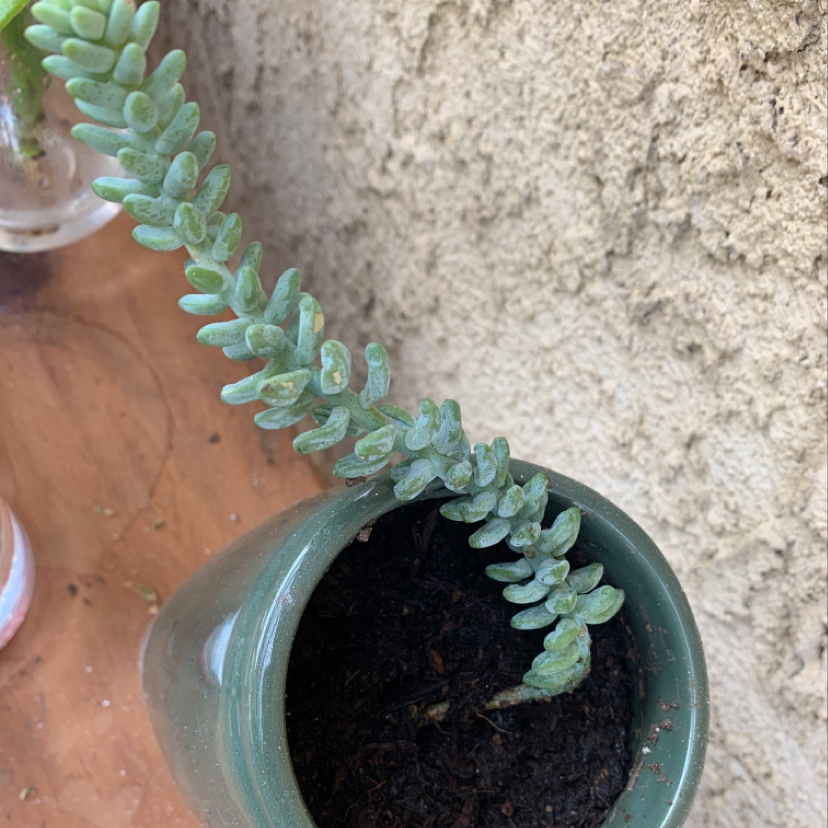 Healthy Burro's Tail succulent with long trailing stems and plump blue-green leaves, growing in a light blue ceramic pot.