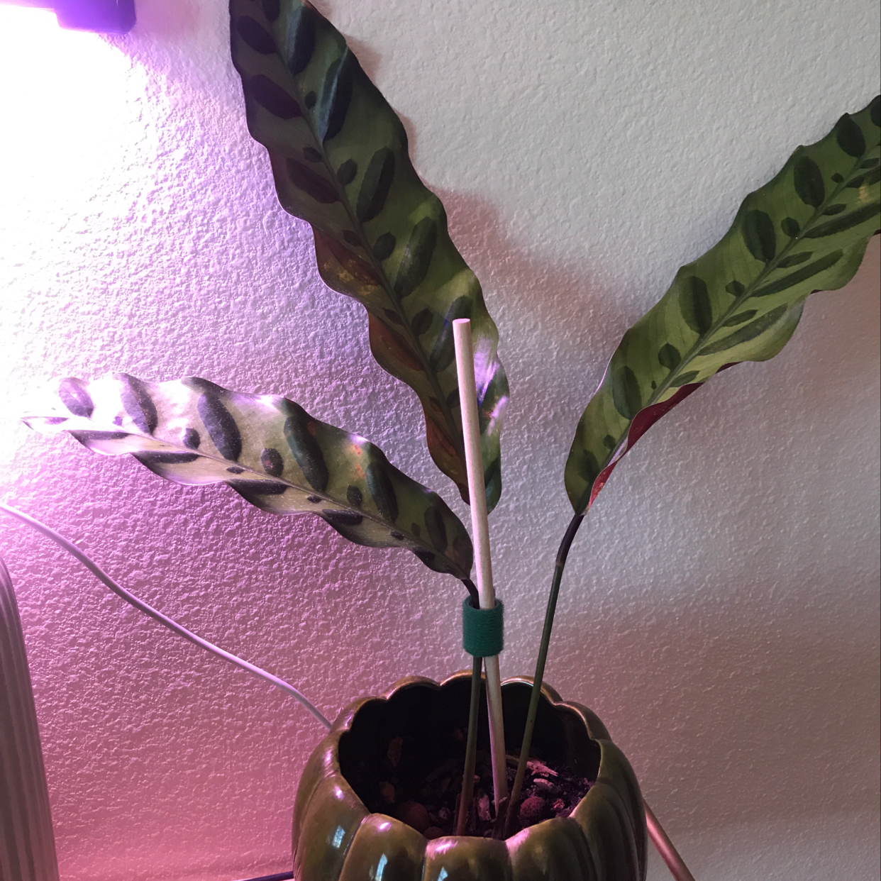 Rattlesnake Plant with wavy leaves and dark green patterns in a pot with visible soil.