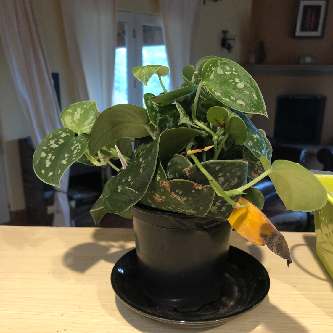 Healthy, thriving Jade Pothos plant with lush green and white variegated leaves in a black ceramic pot, held by a hand.