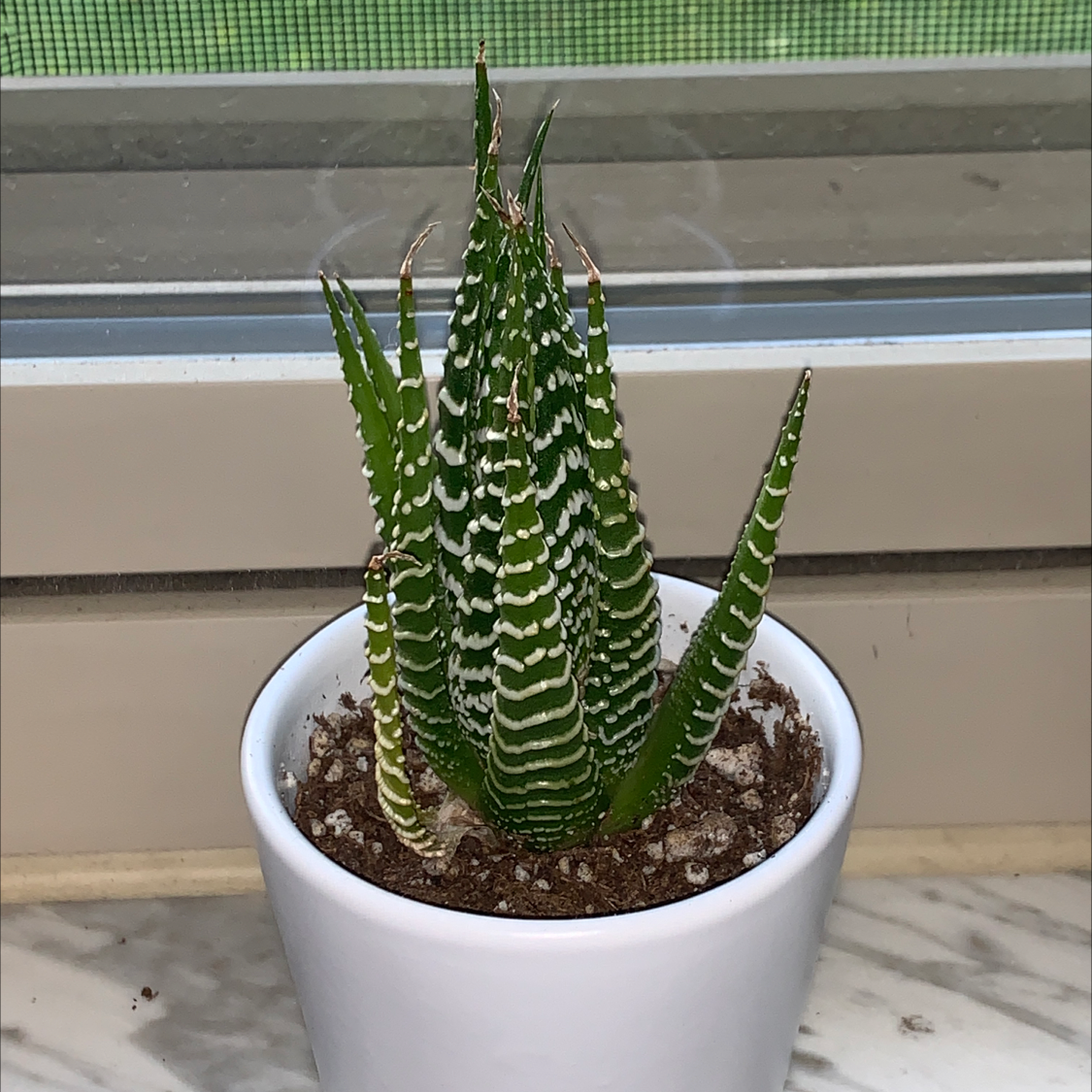 🦓 Why Are My Zebra Plant Leaves Droopy?