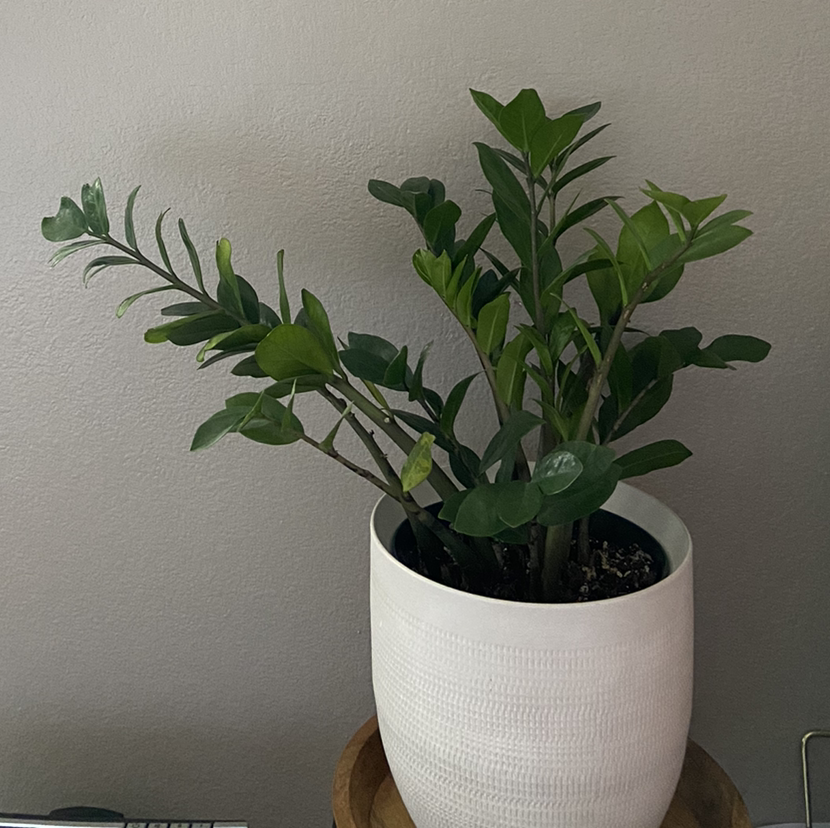 Photo of the plant species Climbing Frangipani by Hannah named Zadie on Greg, the plant care app