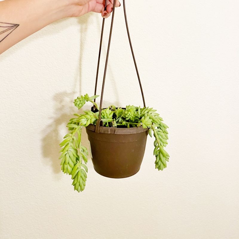 Photo of the plant species Holly Centennial Girl by Lenore named Donkey’s Tail on Greg, the plant care app