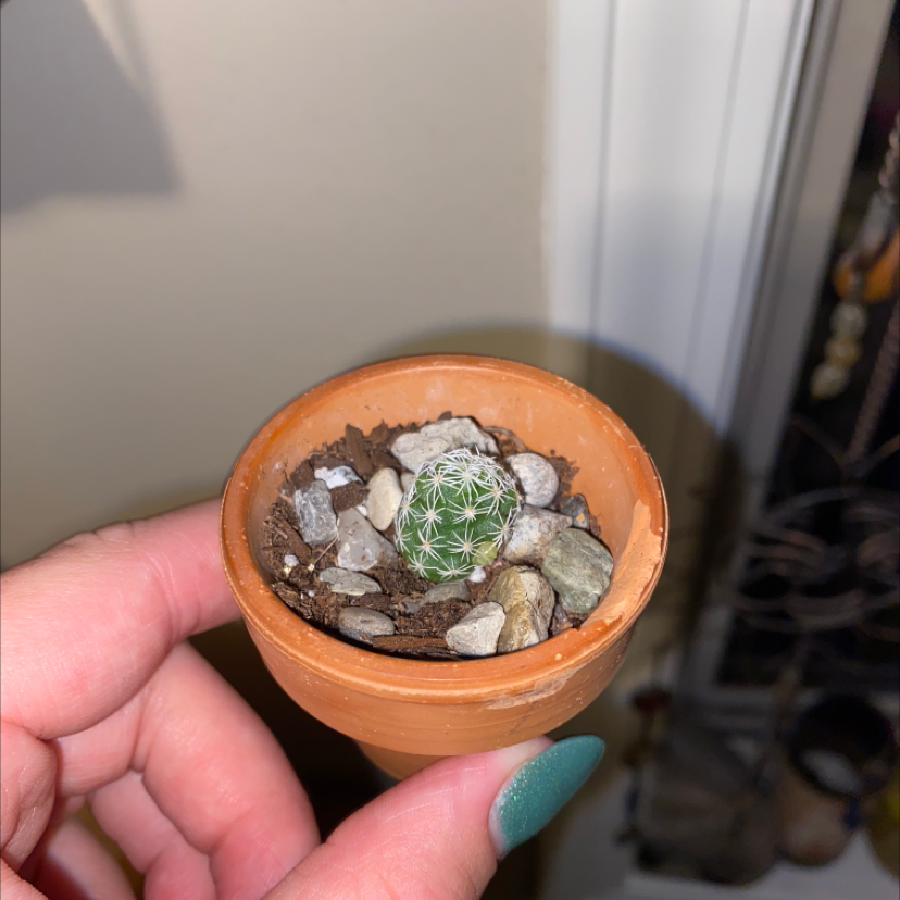 A small Chihuahuan Beehive cactus in a terracotta pot, held by a hand.