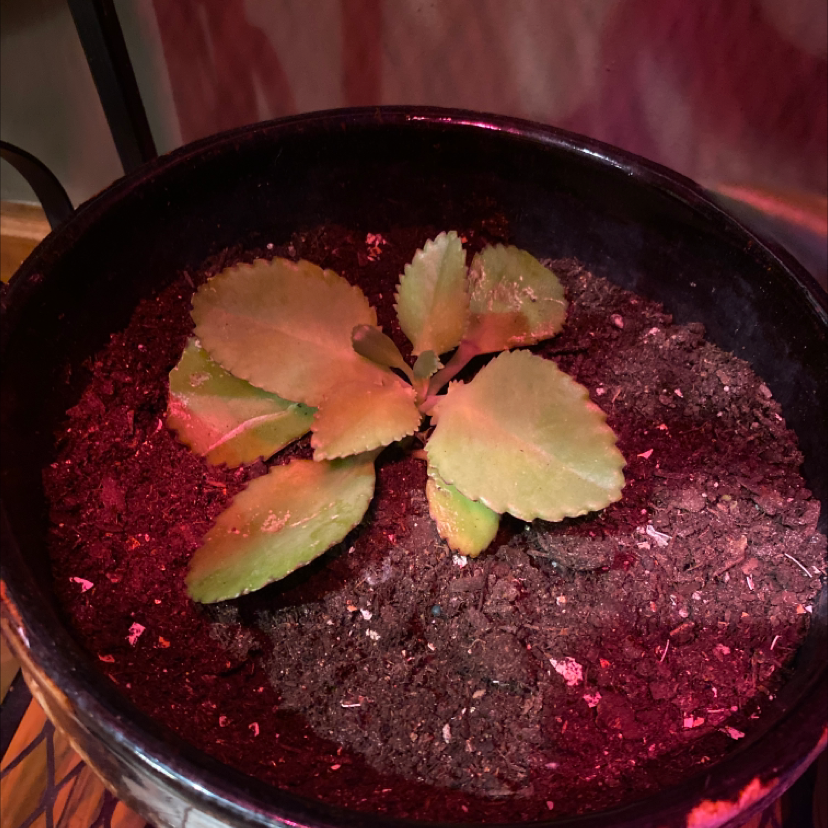Healthy Mother of Thousands plant with thick leaves and small plantlets along leaf margins, in a red soil mix.