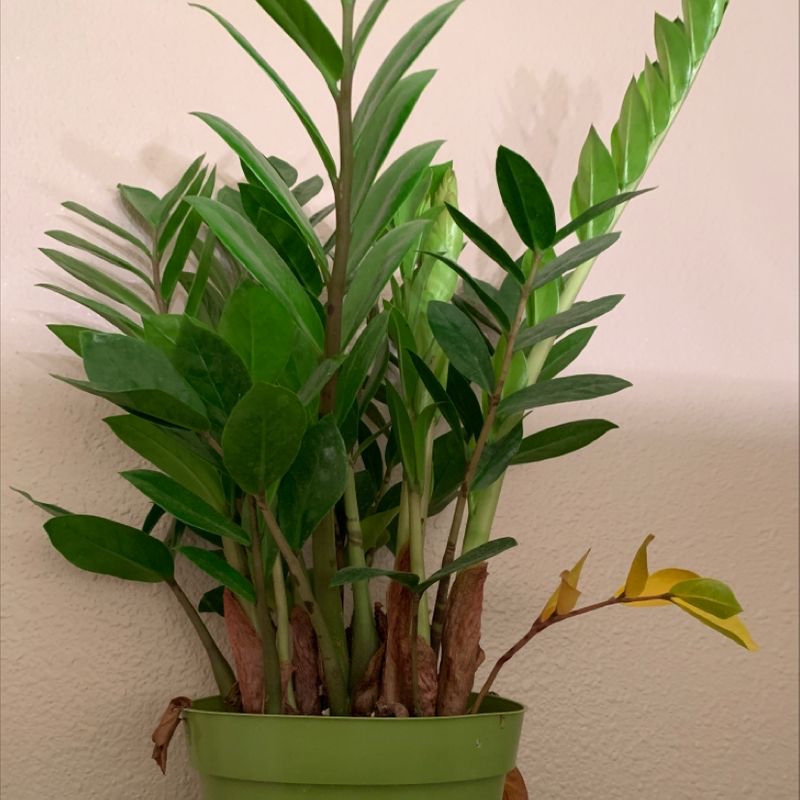 Zamioculcas Zamiifolia plant photo by @alexagoldy named Jinkx on Greg, the plant care app.