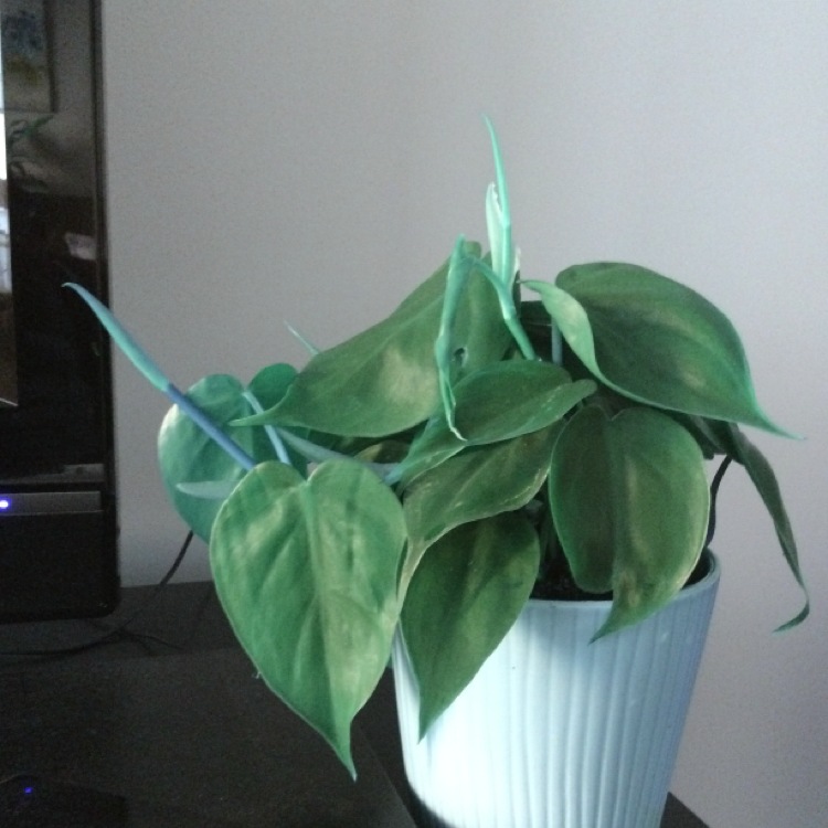 Philodendron Scandens plant photo by @marionisamuffin named Eva on Greg, the plant care app.