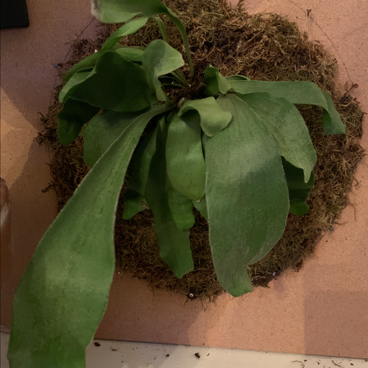 Elkhorn Fern mounted on a substrate with healthy green leaves.