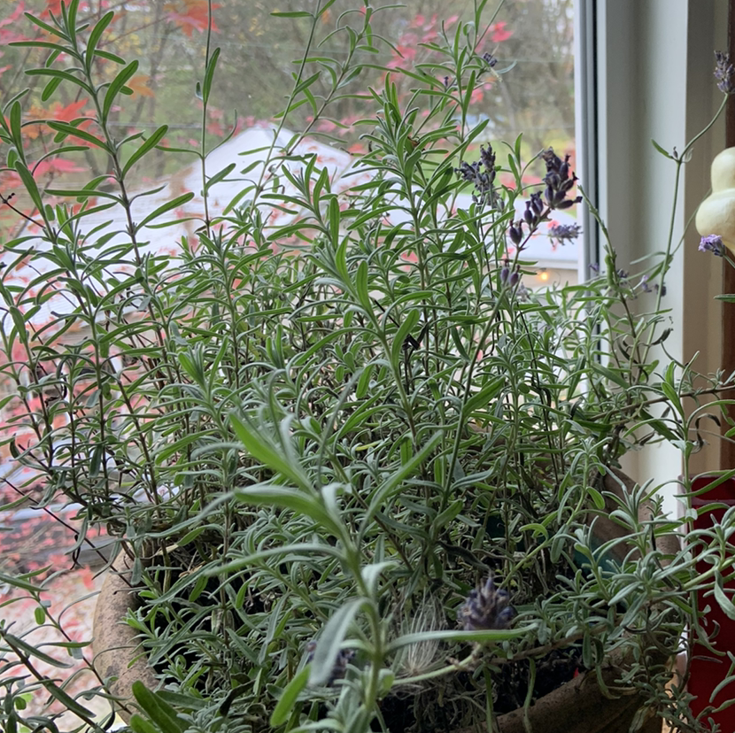 Potted English Lavender plant near a window with green leaves and some flowers.