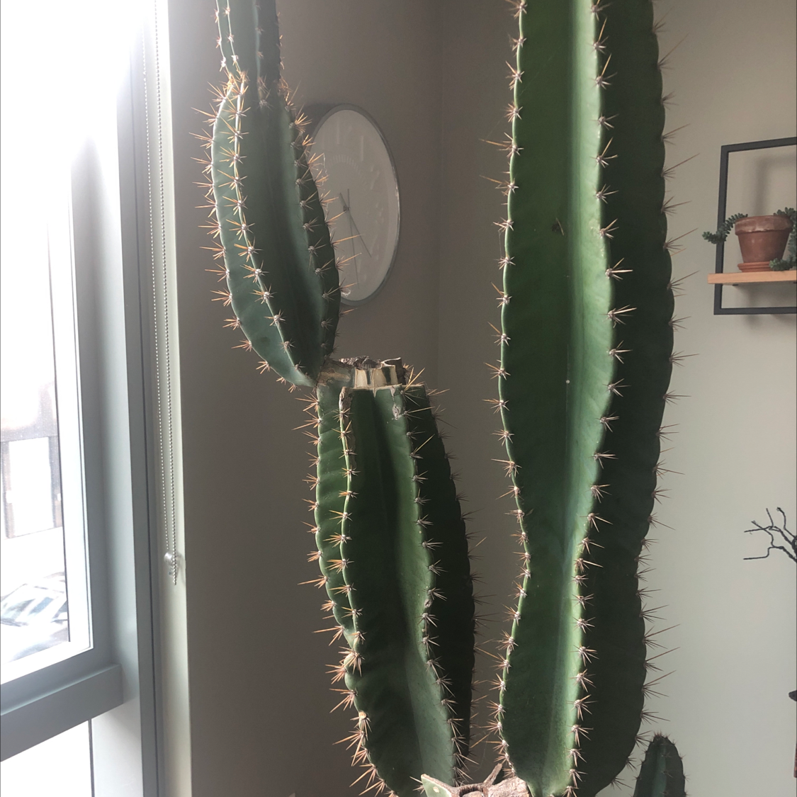 Tall, columnar Pleated Cereus cactus with pleated ribs, well-framed and healthy.