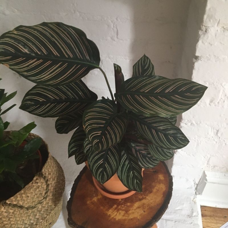 Photo of the plant species Wax Amaryllis by Jaina named Calathea Ornata on Greg, the plant care app