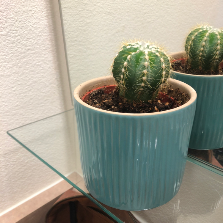 Golden Barrel Cactus plant photo by @Cs named Cornelius on Greg, the plant care app.