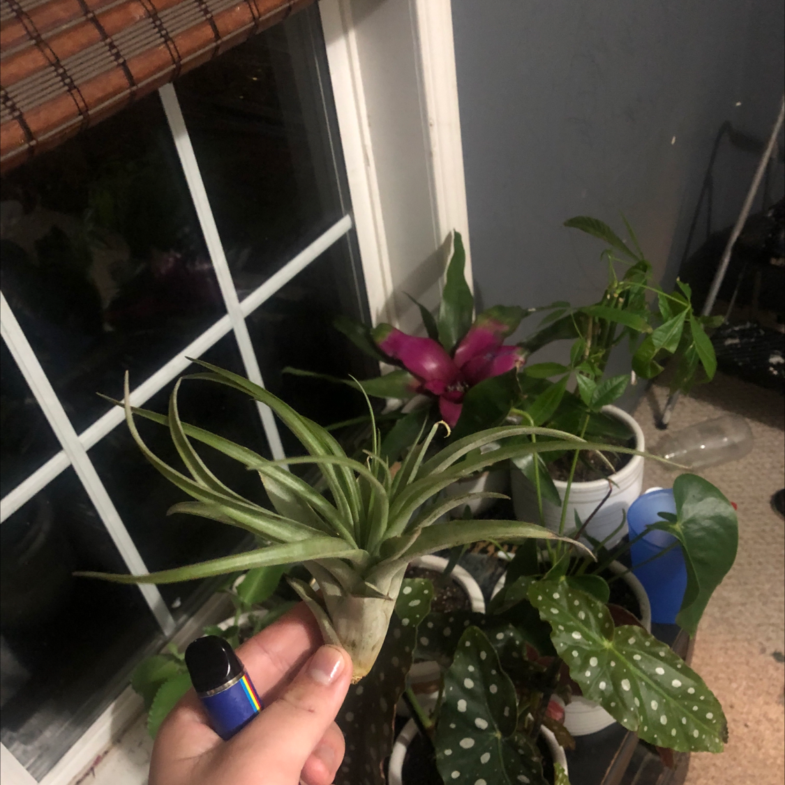 Why Are There Brown Spots on My Tillandsia stellifera?