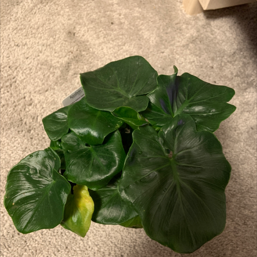 Philodendron 'Super Atom' with lush green leaves and slight yellowing on one leaf.