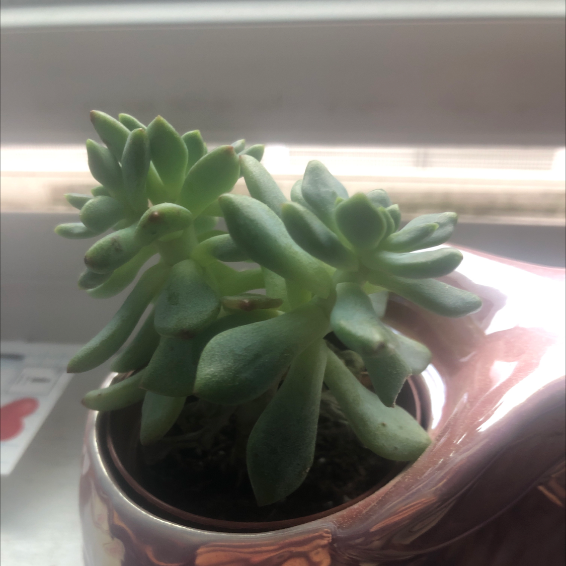 Blue Echeveria plant photo by Koen named Maril on Greg, the plant care app.