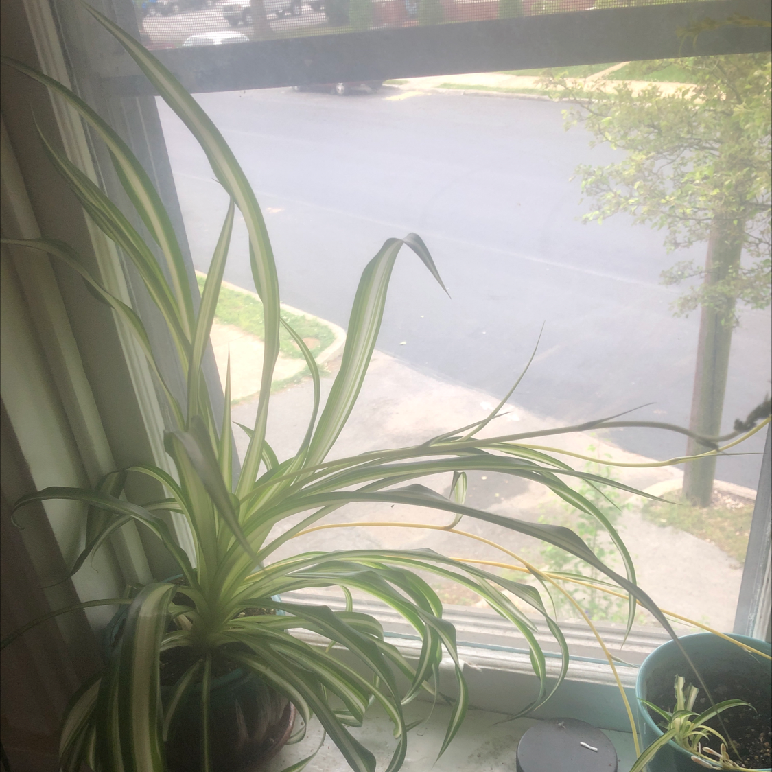 Spider Plant plant photo by Koen named Stephen on Greg, the plant care app.