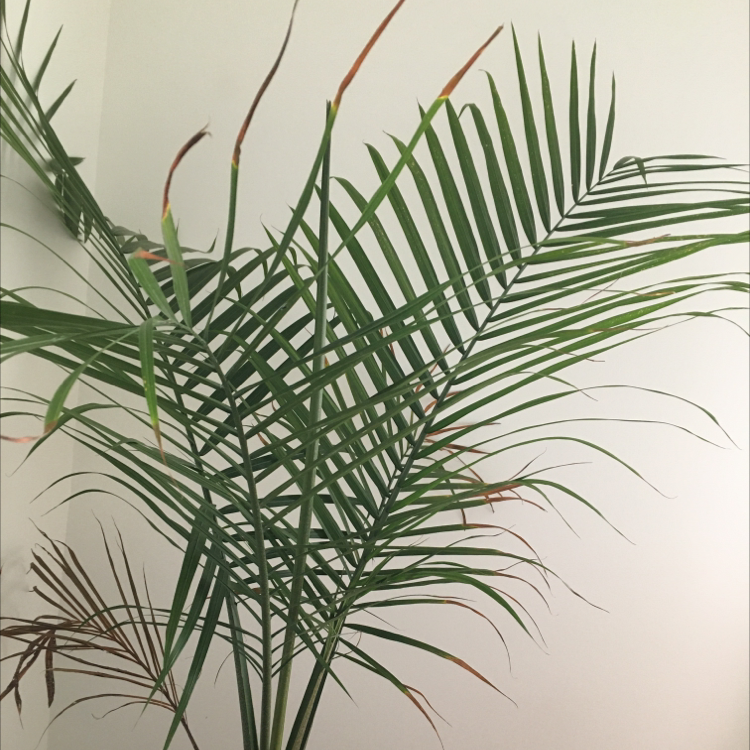 Close-up of a healthy, thriving Kentia palm plant with vibrant green, feather-like fronds against a white background.