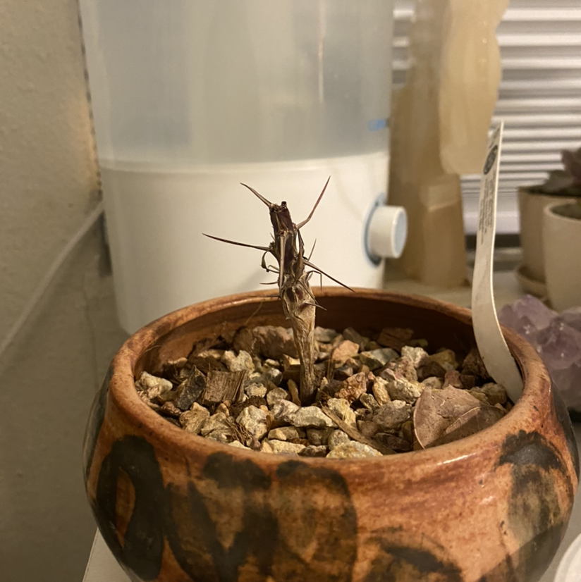 Photo of the plant species Mexican Tree Ocotillo by Danika named :( on Greg, the plant care app