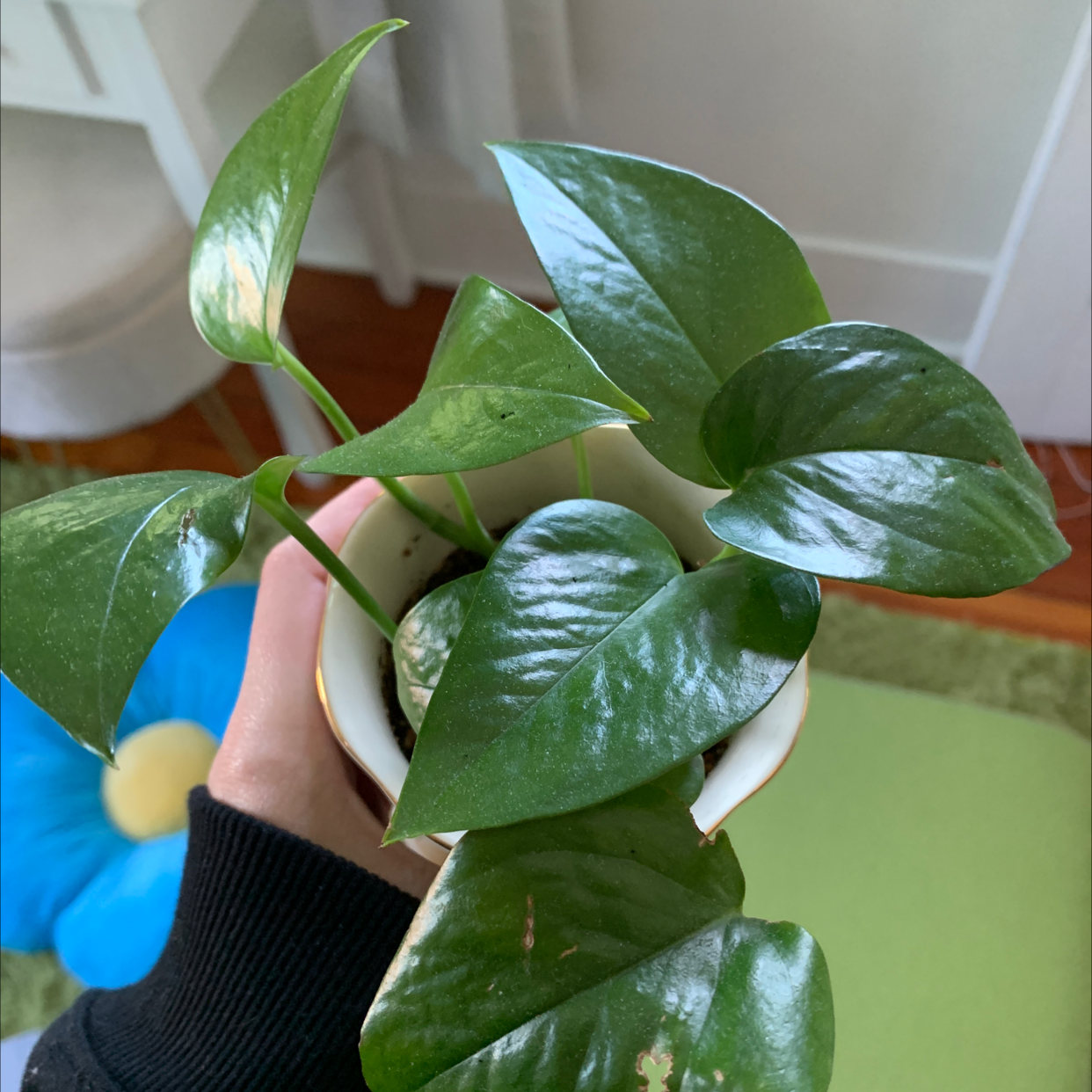 Taro Vine plant photo by Kaylie named peter on Greg, the plant care app.