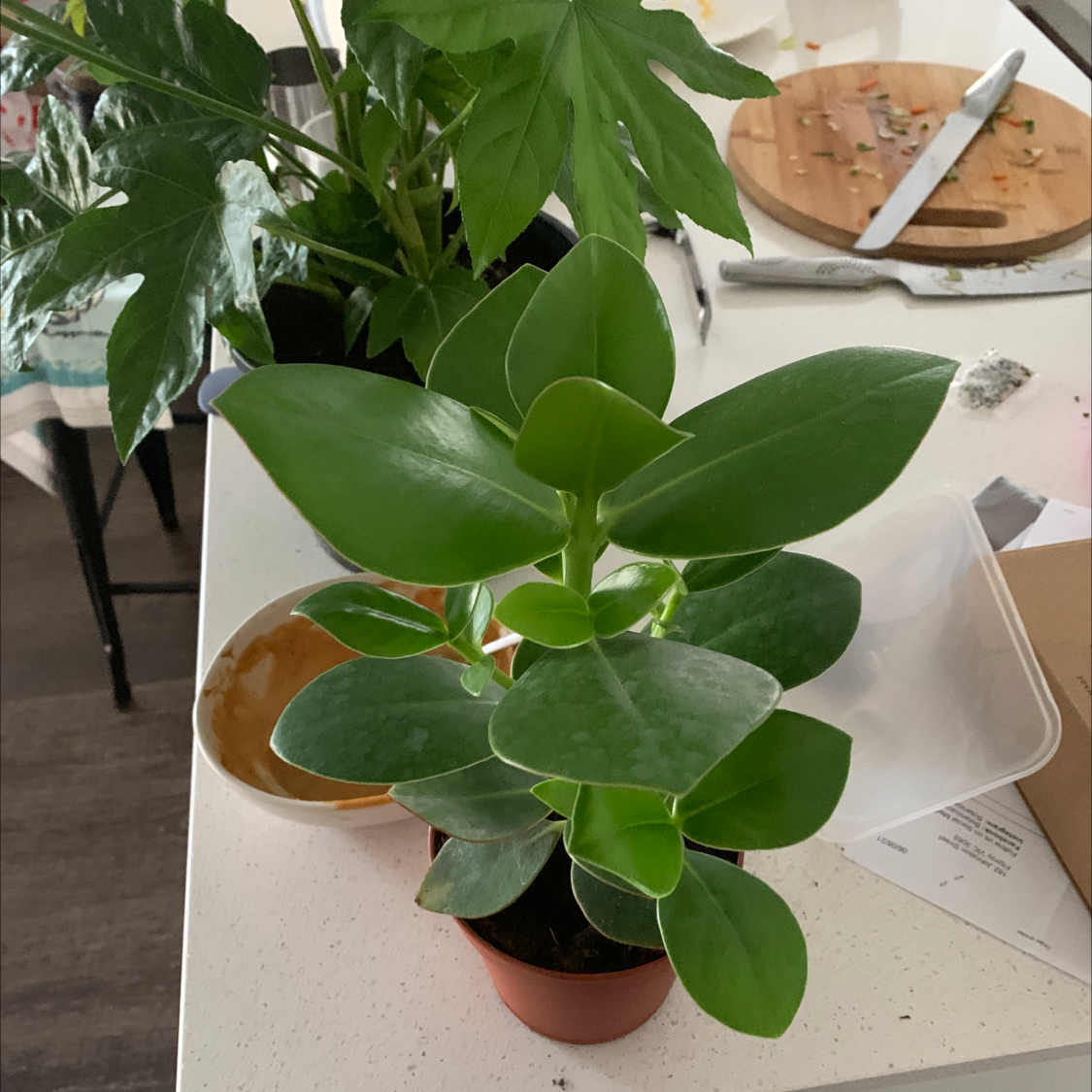 Healthy Autograph Tree with vibrant green leaves in a small pot on a table.