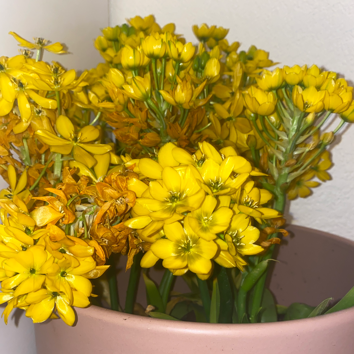 Photo of the plant species Orange Sun Star by @janegore named Roy Lichtenstar on Greg, the plant care app