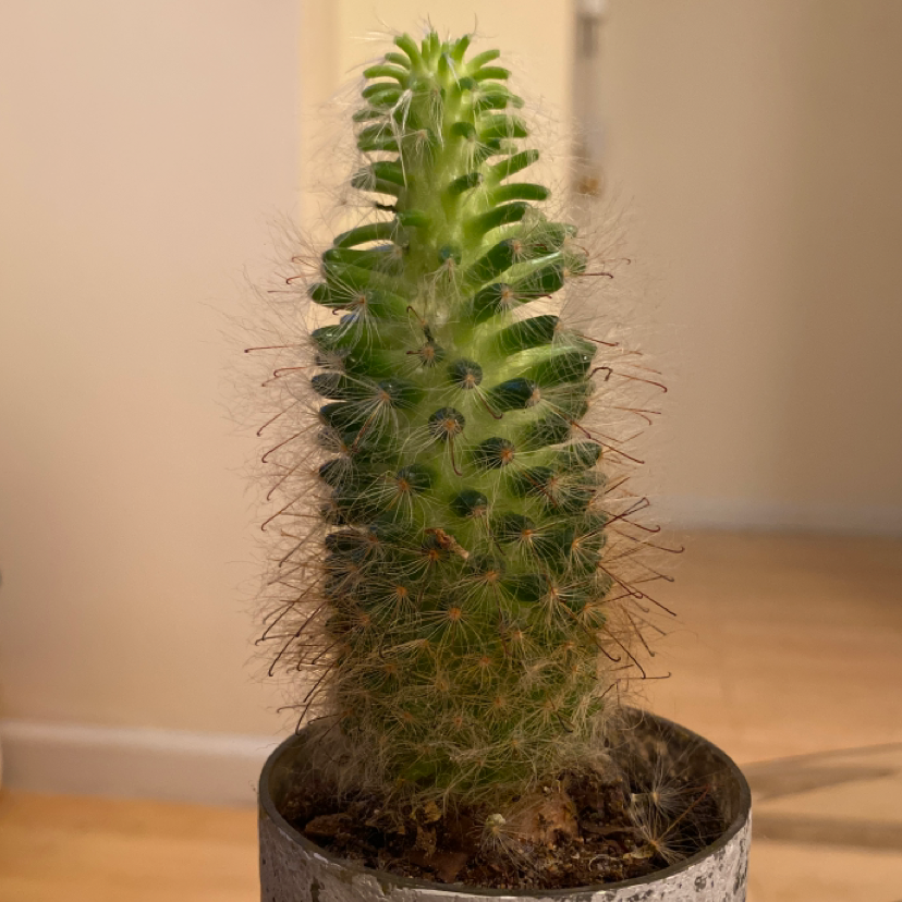 Golden Torch cactus in a pot with visible soil, well-framed and in focus.