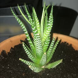 Haworthia fasciata plant