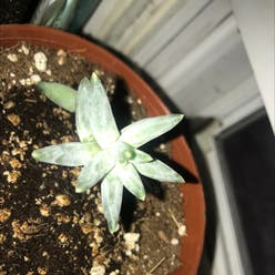 Little Jewel plant