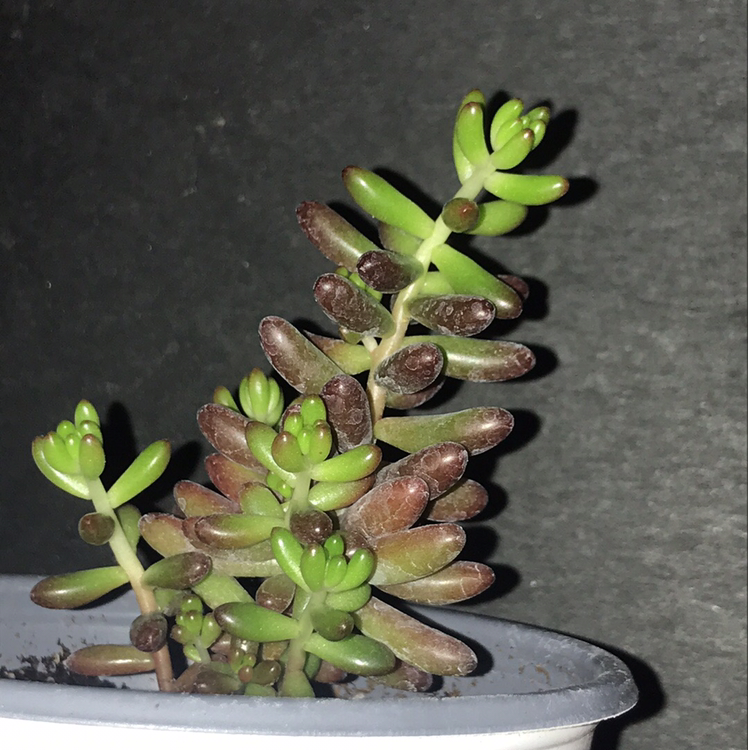 Jelly Bean Plant plant photo by @Briannak702 named Sage on Greg, the plant care app.
