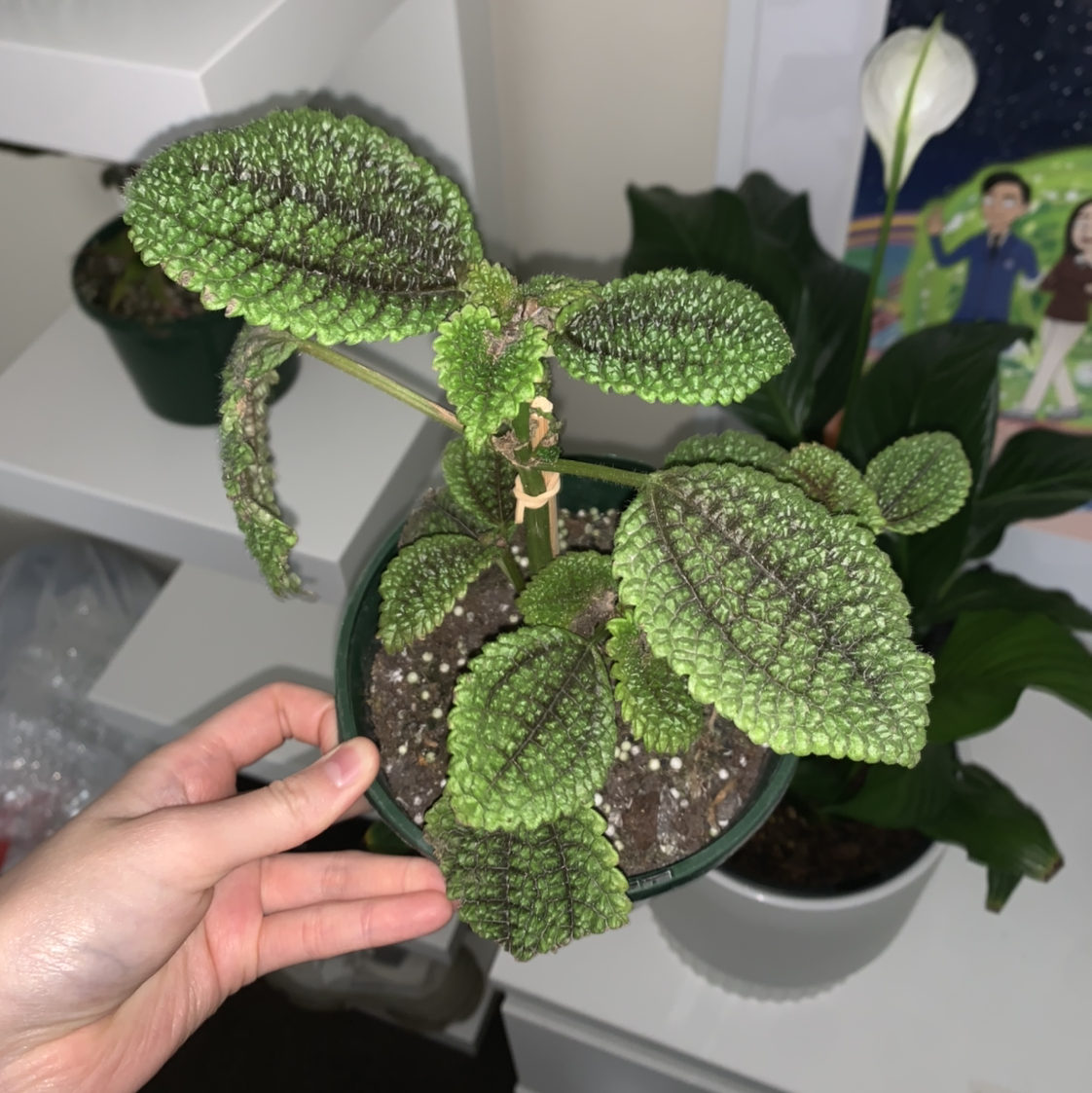 Photo of the plant species Pilea 'Moon Valley' by @belly named Moon on Greg, the plant care app