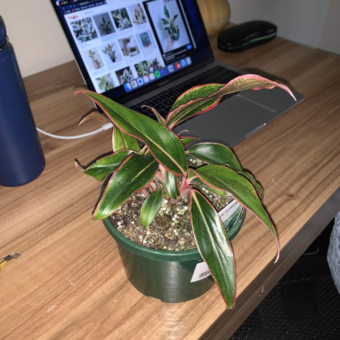 Photo of the plant species Crete Aglaonema by @belly named China on Greg, the plant care app