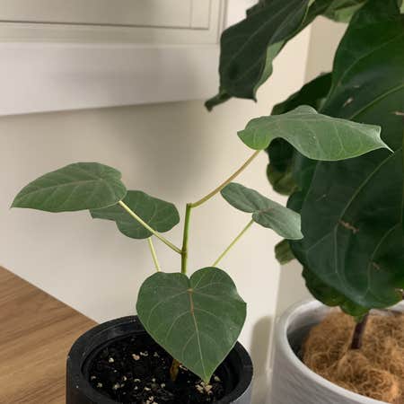 Photo of the plant species Ficus Petiolaris by @belly named Rock on Greg, the plant care app