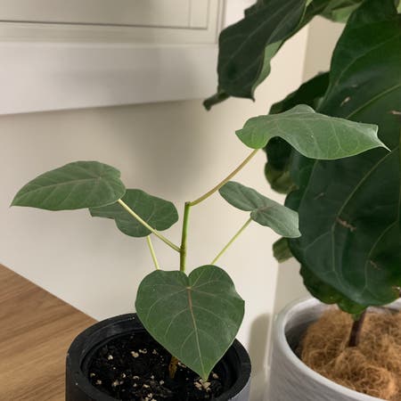 Photo of the plant species Petiolate Fig by Belly named Rock on Greg, the plant care app