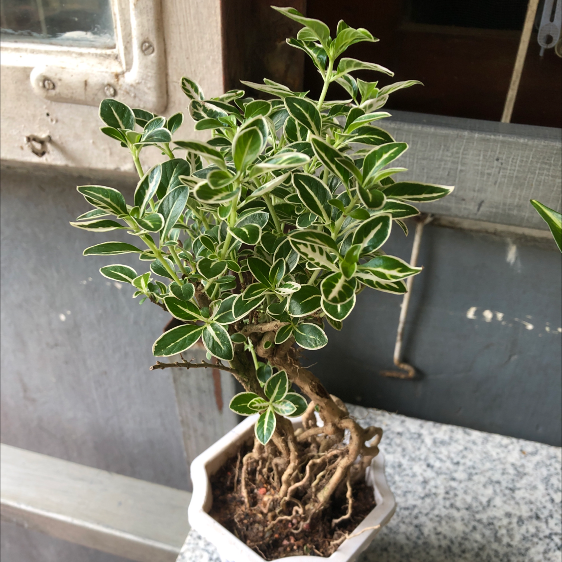 Photo of the plant species Snowrose by @Htet named Snow Rose Bonsai on Greg, the plant care app