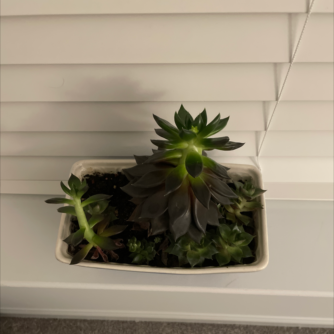 Echeveria 'Black Prince' succulent in a rectangular pot, healthy with dark leaves.