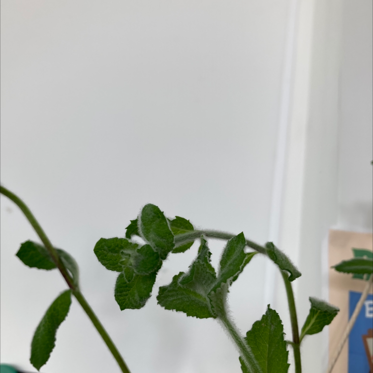 Photo of the plant species Apple Mint by @bearfromthebarn named Mint Eastwood on Greg, the plant care app