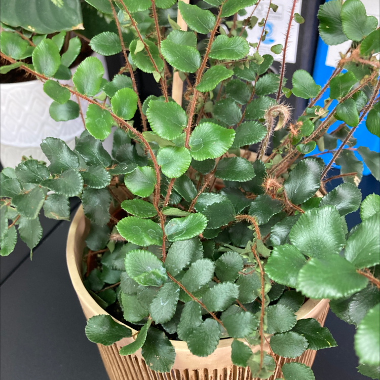Photo of the plant species Pellaea rotundifolia by @bearfromthebarn named Fernie Sanders on Greg, the plant care app