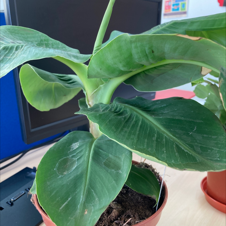 Photo of the plant species Banana by @bearfromthebarn named Robert Plaintain on Greg, the plant care app